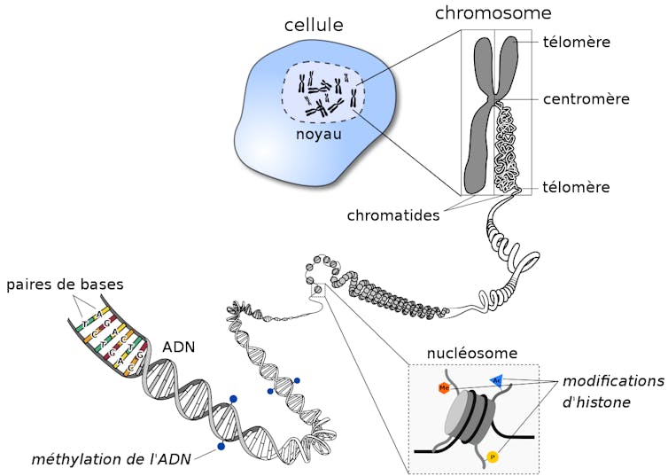 Schéma du repliement de l’ADN