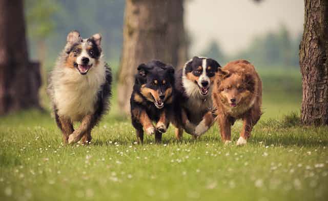 Cuatro perros corriendo por el césped.