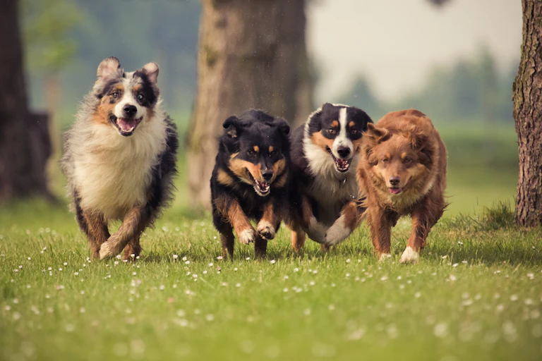 Cuatro perros corriendo por el césped.