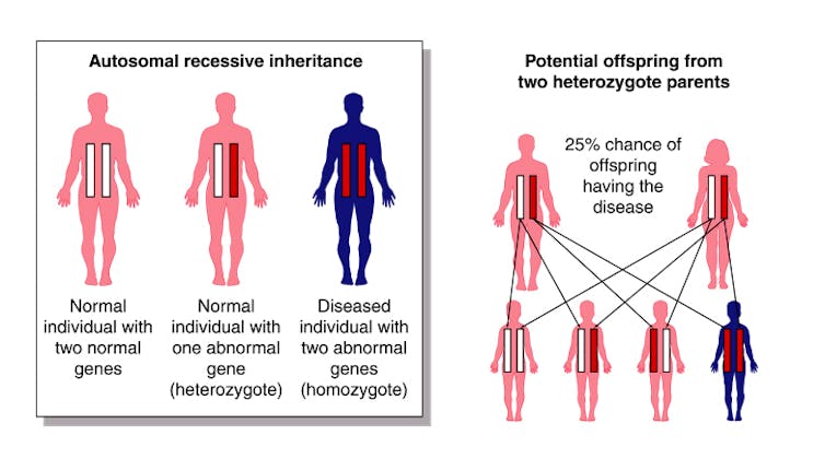 Diagram illustrating 25 per cent odds of inheriting a recessive genetic disease