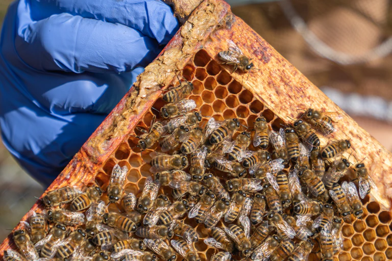 Une ruche d'abeilles