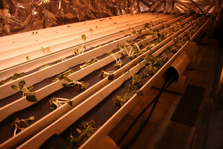 A row of small seedlings growing in shelves without soil.