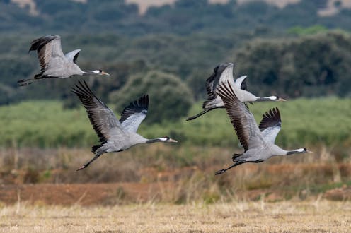 Por qué conservar la biodiversidad de las dehesas Por qué conservar la biodiversidad de las dehesas