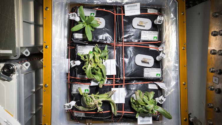 An overhead photo of a few plants growing out of small black plastic pillows.