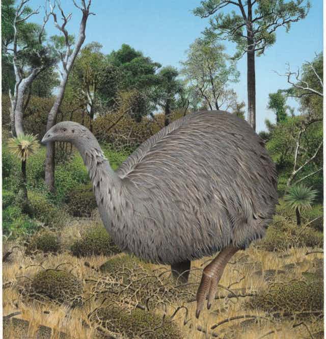 How did ancient moa survive the ice age – and what can they teach us about  modern climate change?