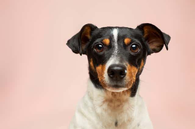 Cute dog looking straight ahead in front of pink background