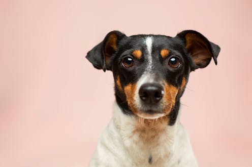 Can sniffer dogs really detect COVID almost as well as a PCR test? Turns out they can