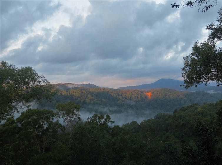 sunrise over a misty rainforest covered mountaintop