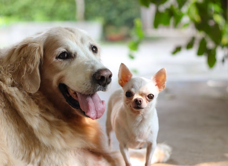 Labrador and chihuahua