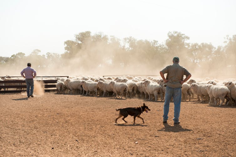 dog and two men round up sheep in dusty lot