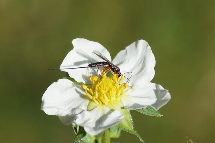 Wasp with a long ovipositor rests on a strawberry flower