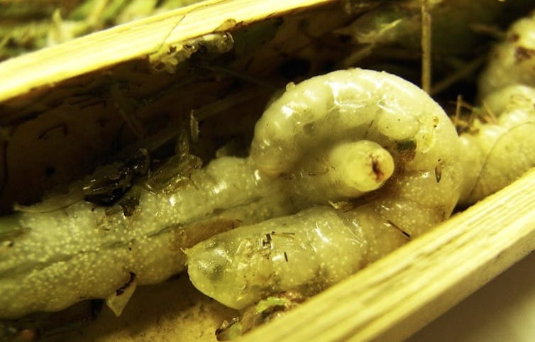 One larva curls around another inside a bamboo cane