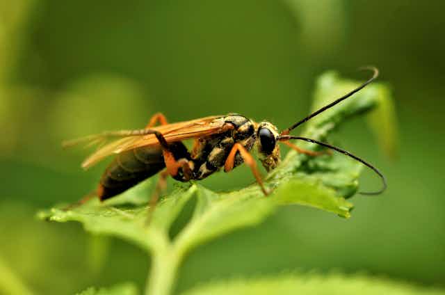 Long wasp sits on a green leaf