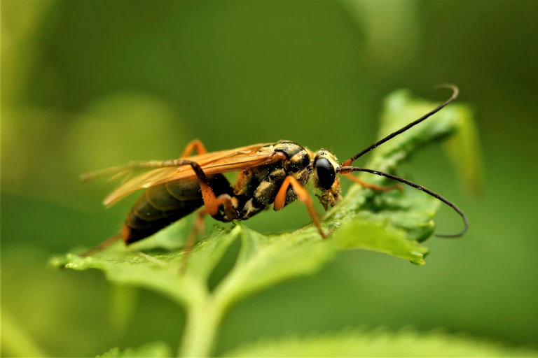 Long wasp sits on a green leaf