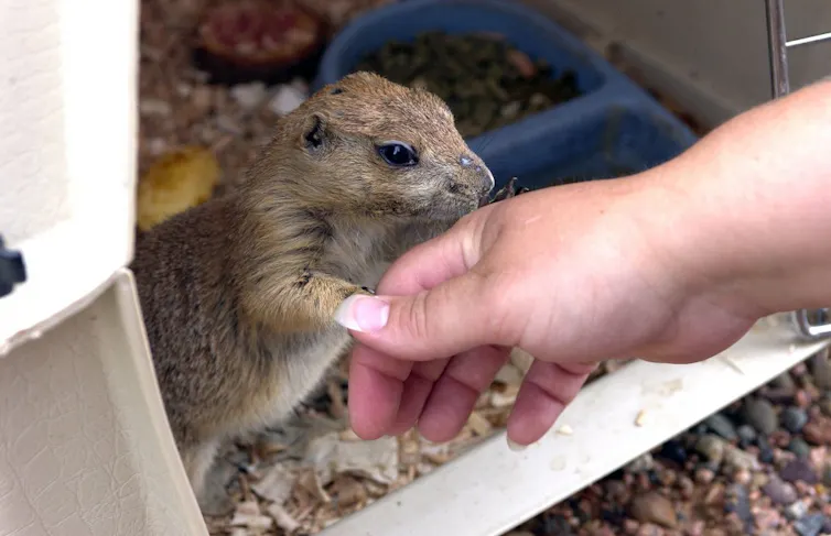 Photo of a domesticated prairiedog.
