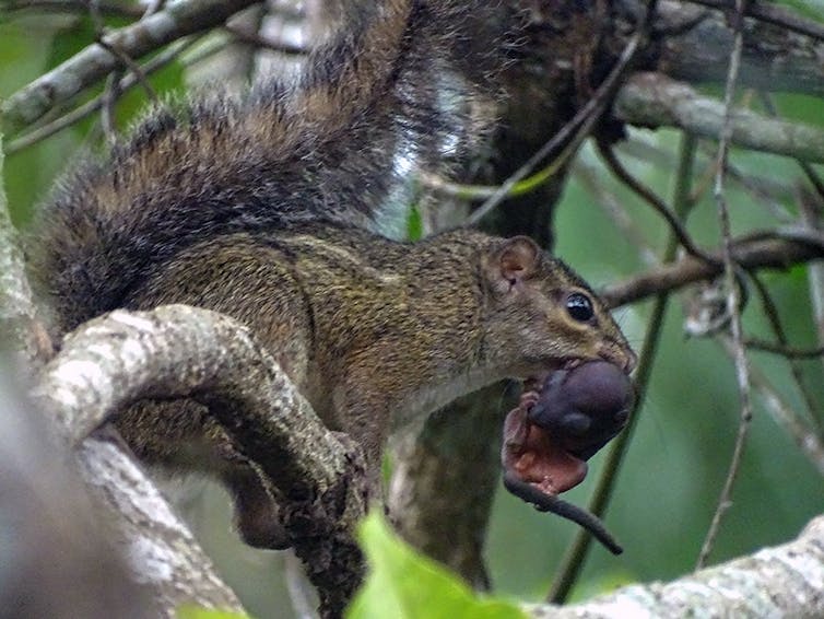 Photo d’écureuil Funisciurus anerythrus.