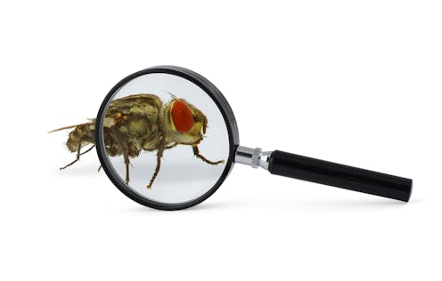 Cómo los insectos ayudan a resolver crímenes en la vida real