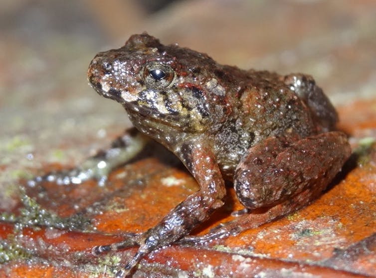 picture of a brown frog on a rust surface