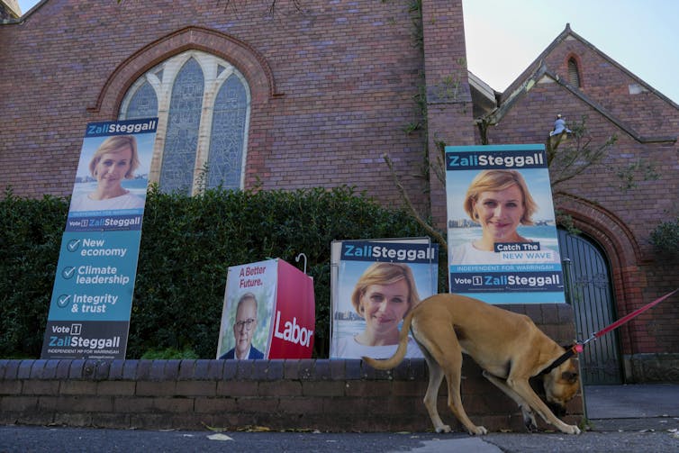 dog with election signs