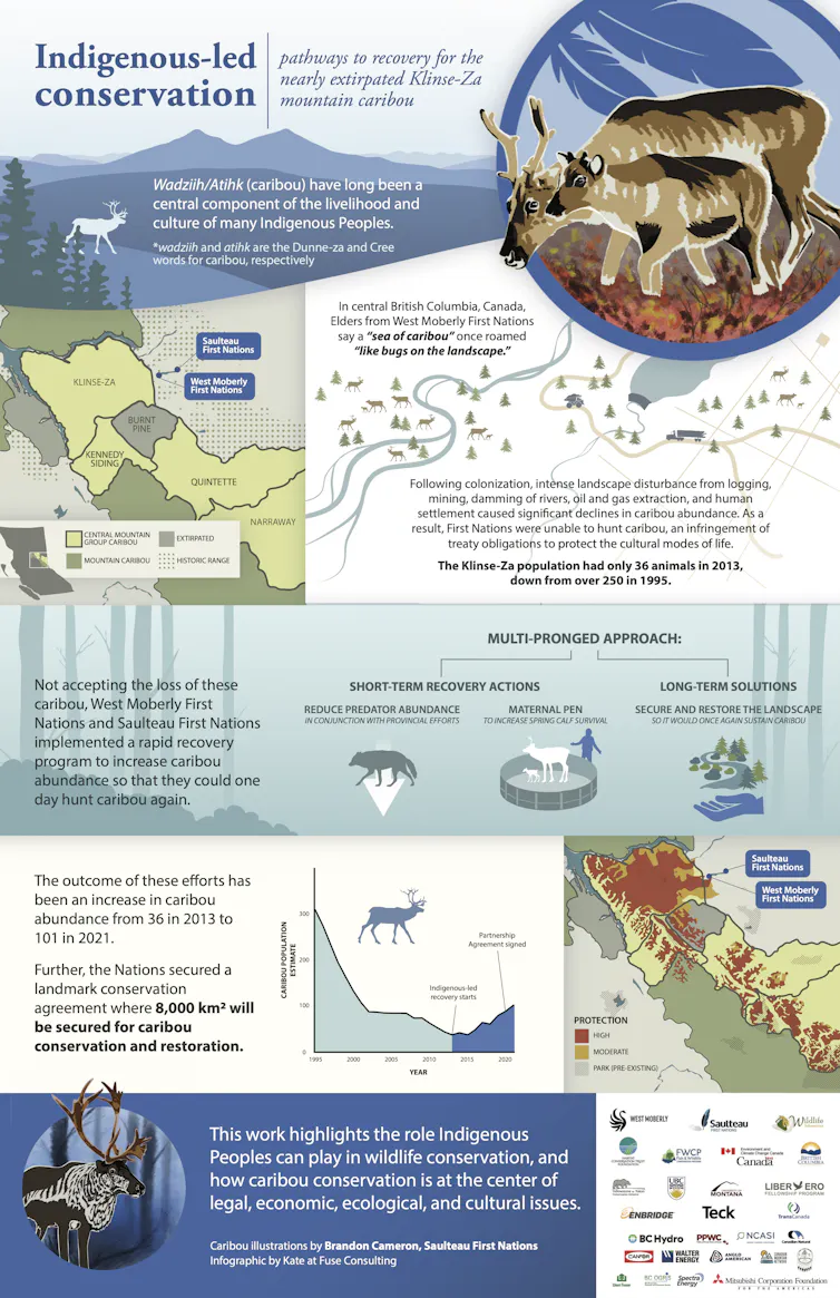 An infographic of the Indigenous-led caribou conservation initiative