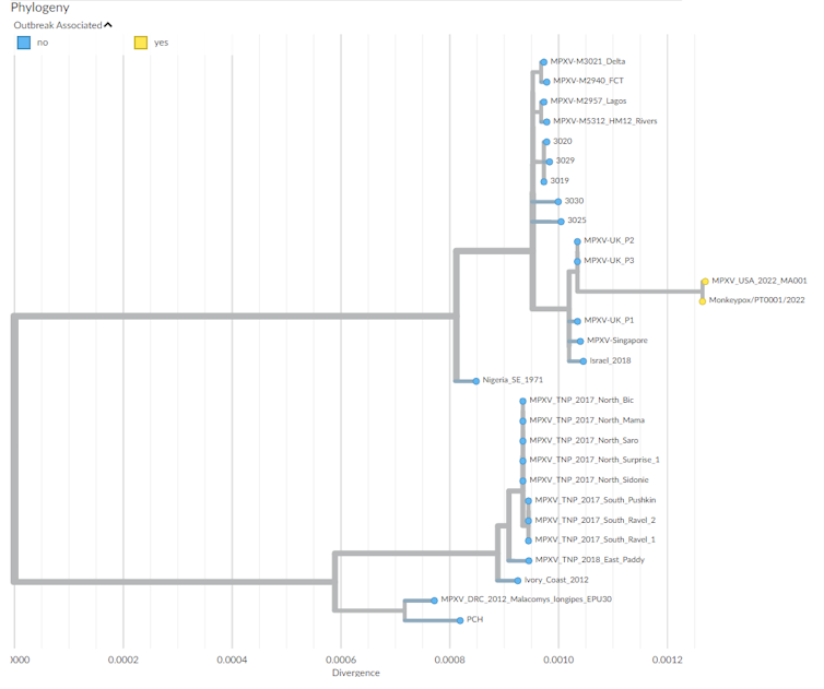 Albero filogenetico che mostra le relazioni di "parentela" di diversi virus del vaiolo delle scimmie responsabili di focolai.