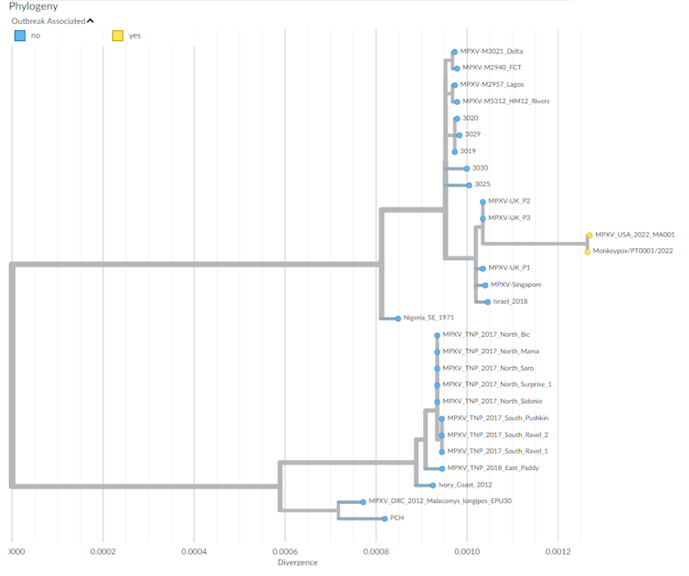 <yoastmark class='yoast-text-mark'>Arbre phylogénétique montrant les relations de « parenté » des différents virus de la variole du singe responsables de flambées épidémiques.</yoastmark>