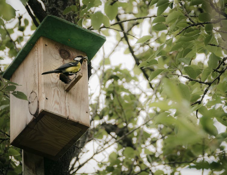 A tit perched at the entrance of a wooden bird box mounted on a tree.