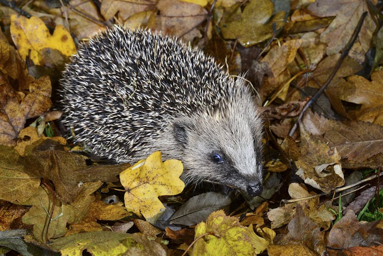 A hedgehog surrounded by autumn leaves.