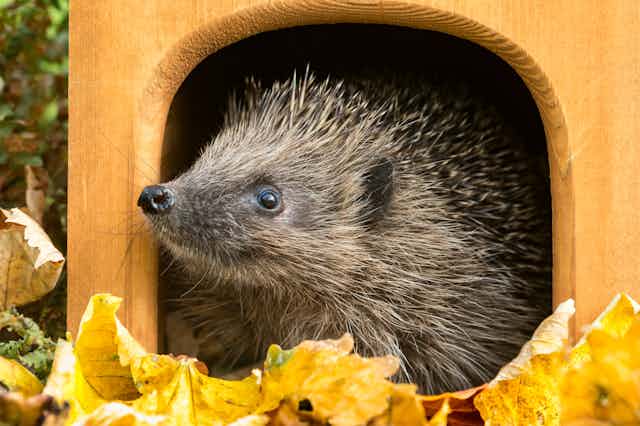 A hedgehog poking its nose out of a small wooden door frame.