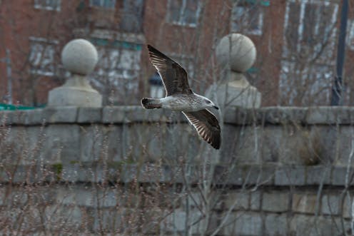 ¿Qué es lo que haces tú aquí, una gaviota en Madrid? ¿Qué es lo que haces tú aquí, una gaviota en Madrid?