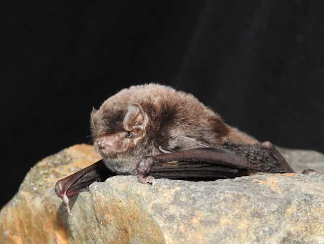 southern bent-wing bat