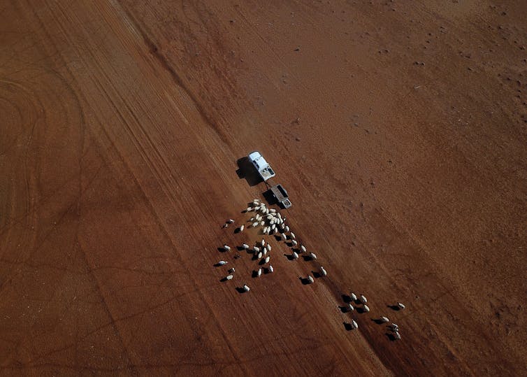 Aerial image of sheep as they follow a ute