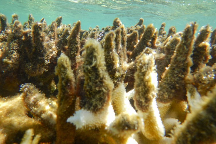 Bleached coral