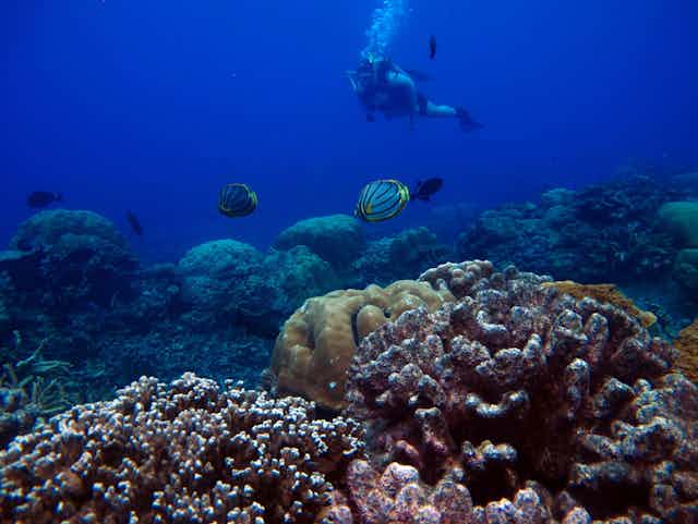 Nerilie Abram diving in a reef