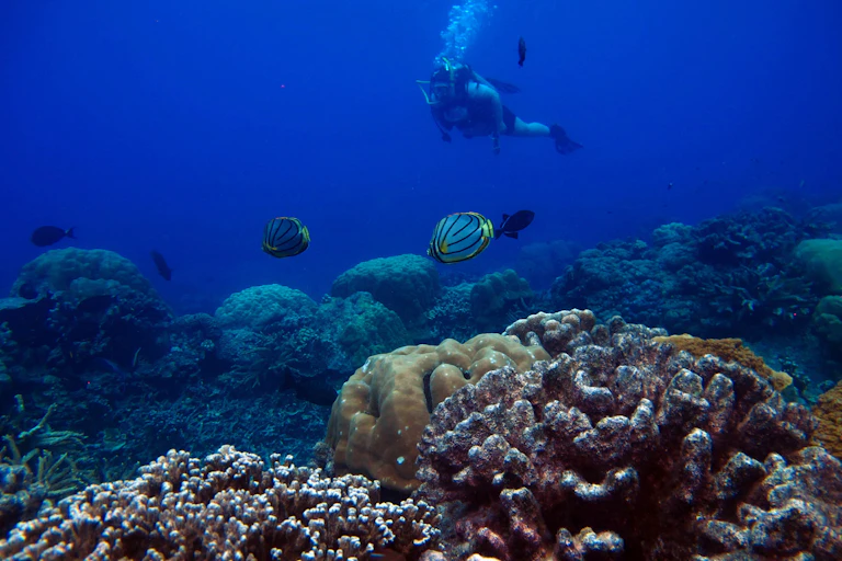 Nerilie Abram diving in a reef