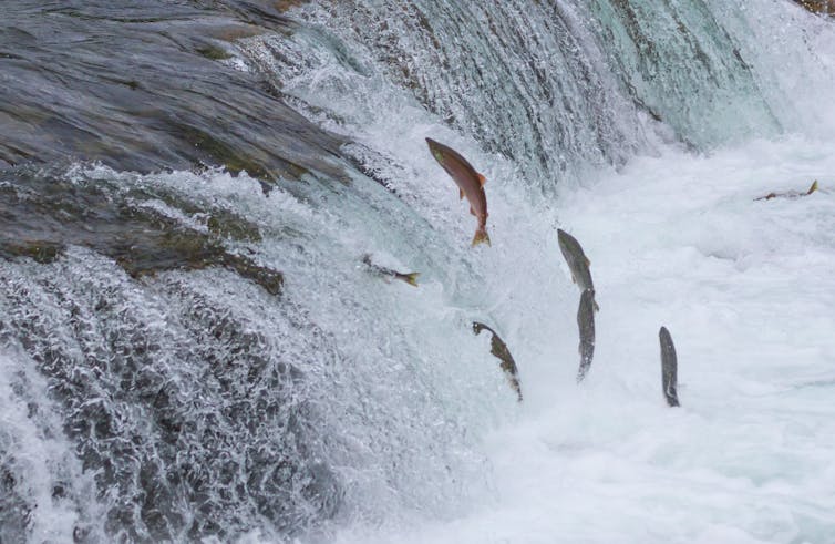 salmon jumping upstream to spawn