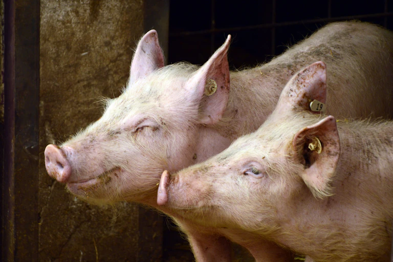 Deux cochons côte à côté, vu de côté.