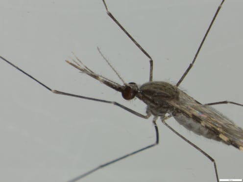 Artificial light may become a new weapon in the fight to control malaria