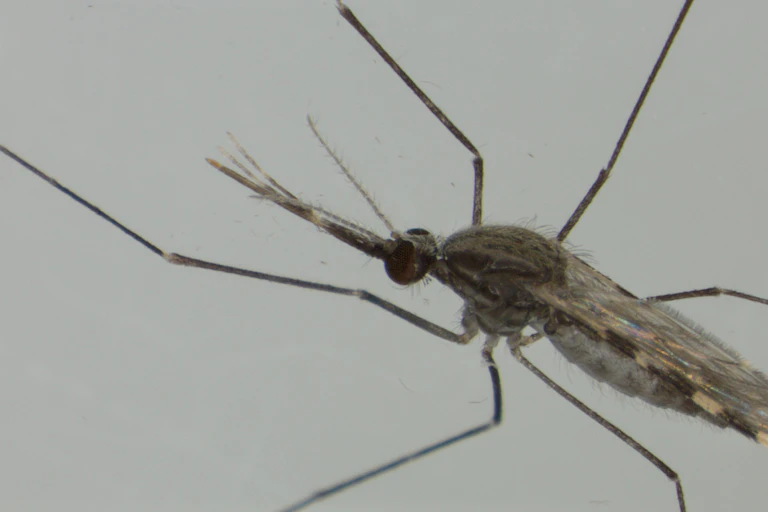 A close up of a mosquito