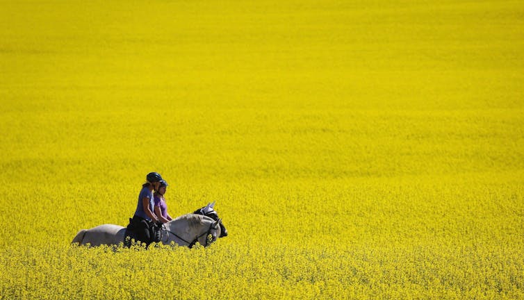 Horses and their riders walk through a bright yellow field of canola.