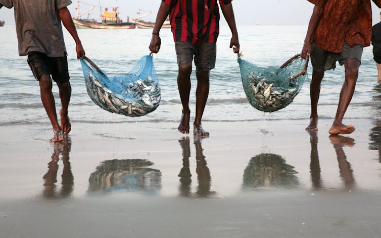 Three people carrying two nets of fish on the beach between them.