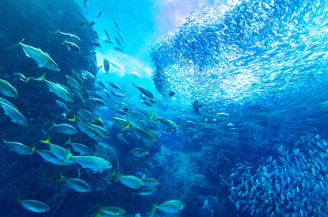 Hundreds of fish swim past a rocky outcrop