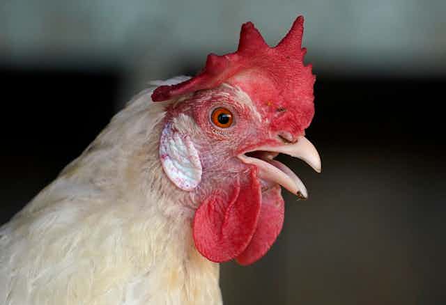 Close-up of a chicken's head