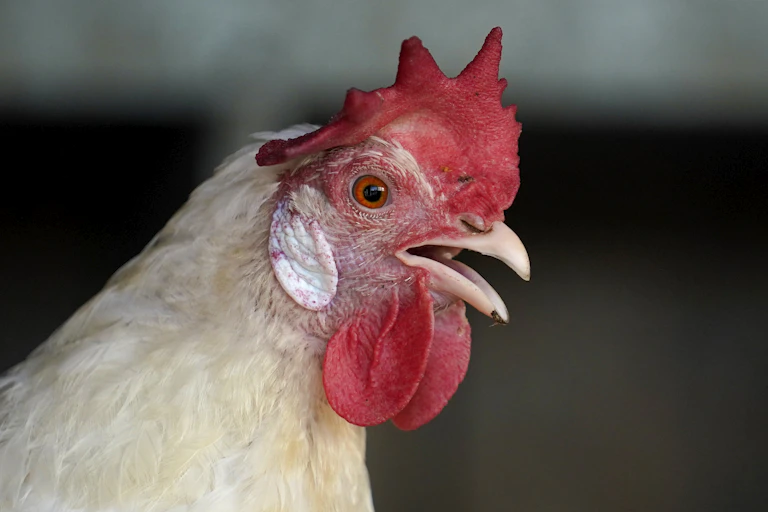 Close-up of a chicken's head