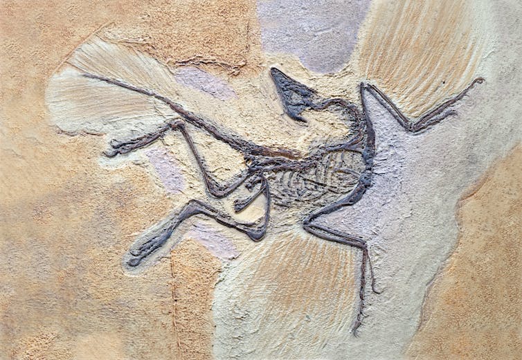Fossil Of An Archeopteryx, A Bird-Like Dinosaur