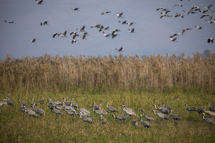 Birds in a grassy area with more birds flying overhead