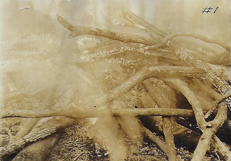 A faded photo of a stack of firewood and the charred remains of a black man.