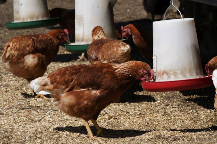 Red chickens at outdoor feeders