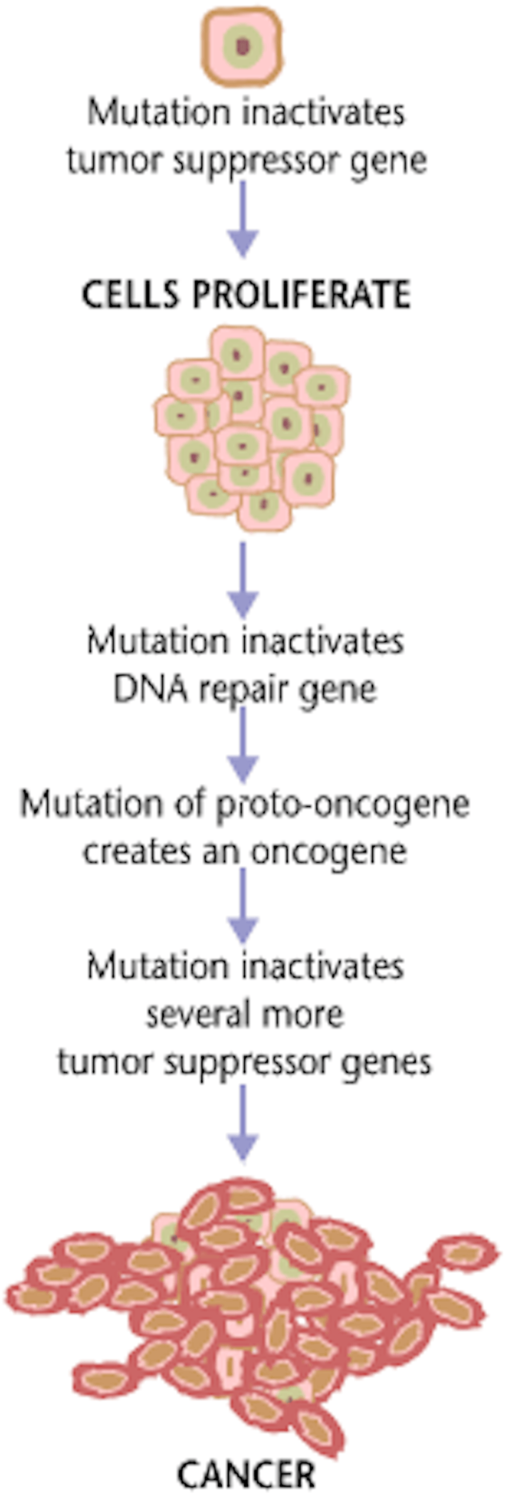 Genetic mutations can be benign or cancerous – a new method to ...