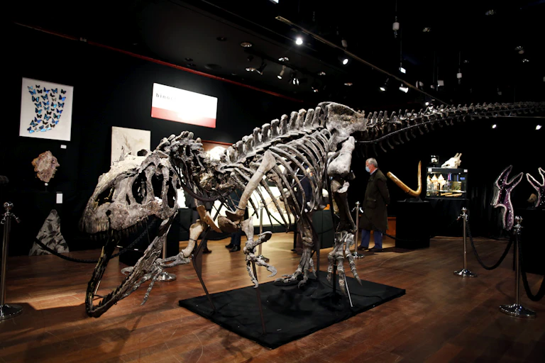 a dinosaur fossil on display in an auction house.